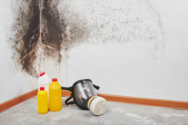 Best Attic Mold Removal  in Wyoming, IL