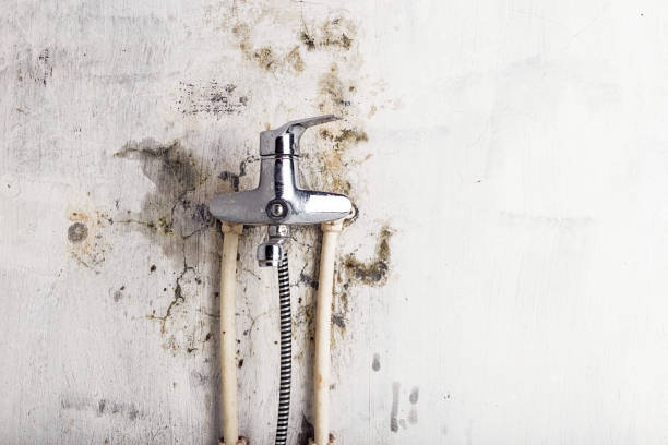 Best Mold Damage Repair  in Wyoming, IL