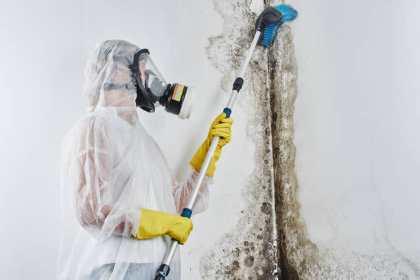 Best Same-Day Mold Removal  in Wyoming, IL