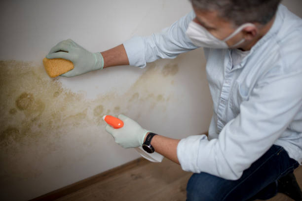 Best Best Mold Removal Companies  in Wyoming, IL