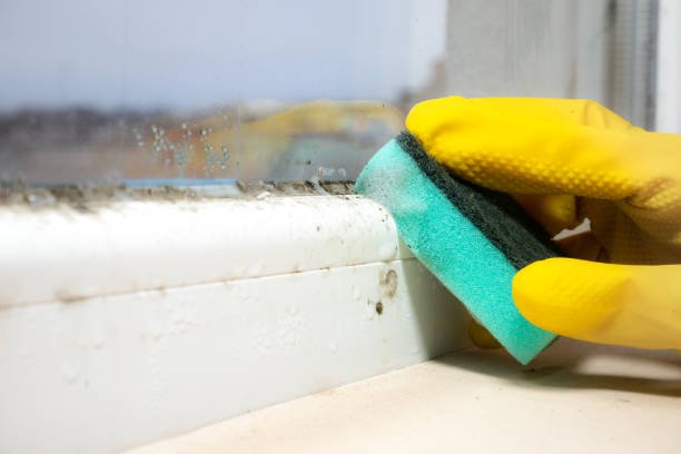 Best Mold Remediation Experts  in Wyoming, IL