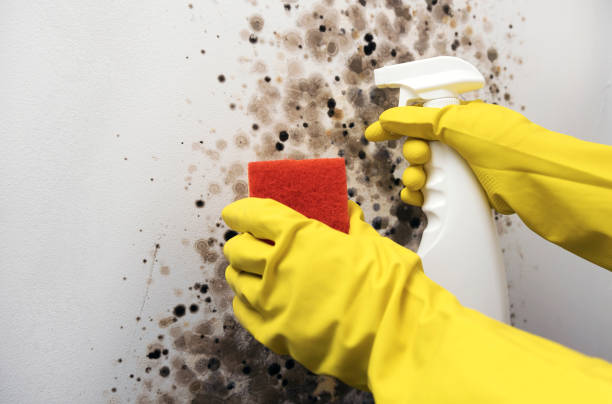 Best Office Mold Removal Services  in Wyoming, IL