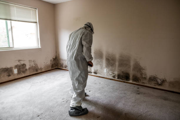 Best Professional Mold Removal  in Wyoming, IL