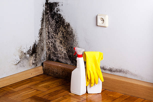Best Water Damage Restoration  in Wyoming, IL