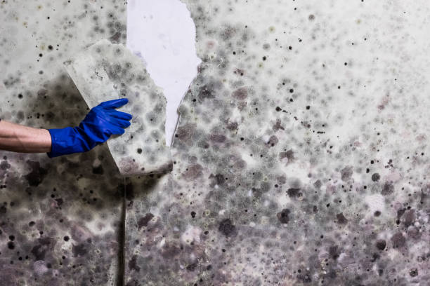 Best Residential Mold Removal  in Wyoming, IL